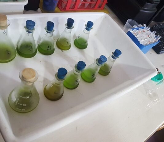 Cannabis Medicinal: buscan método para dosificar los principales componentes activos de los preparados