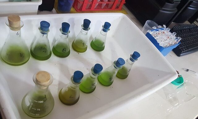 Ciencia y Tecnología Cannabis Medicinal: buscan método para dosificar los principales componentes activos de los preparados