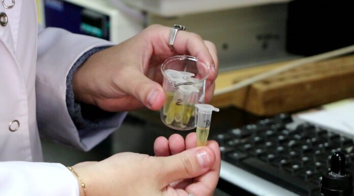 UNNE SALUD Un proyecto de la UNNE articuló esfuerzos para acercar evidencia científica sobre el uso responsable del Cannabis medicinal