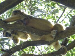 Zoonosis en el NEA: señales de alerta sanitaria en perros, primates y cabras de la región