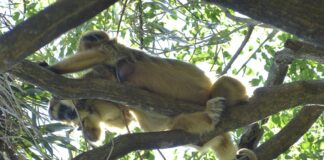 UNA SALUD Zoonósis en el NEA: señales de alerta sanitaria en perros, primates y cabras de la región