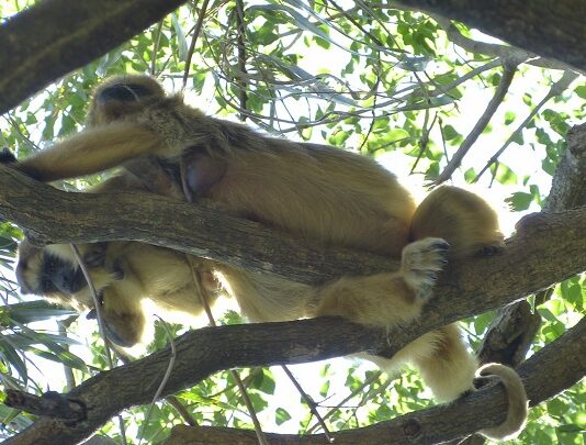 Zoonósis en el NEA: señales de alerta sanitaria en perros, primates y cabras de la región