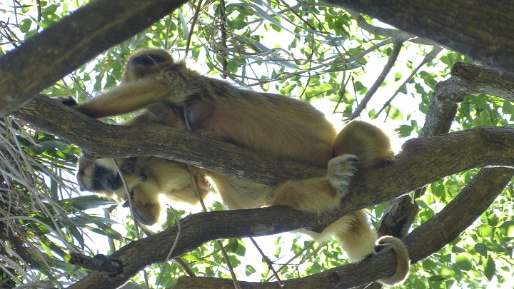 Zoonósis en el NEA: señales de alerta sanitaria en perros, primates y cabras de la región