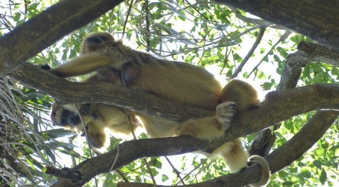 NUEVOS CONOCIMIENTOS Los monos carayá no tendrían un rol paterno efectivo