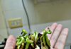 Identifican el tratamiento más eficaz para favorecer la germinación del ceibo, especie nativa y flor nacional