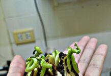 Identifican el tratamiento más eficaz para favorecer la germinación del ceibo, especie nativa y flor nacional