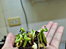 Identifican el tratamiento más eficaz para favorecer la germinación del ceibo, especie nativa y flor nacional