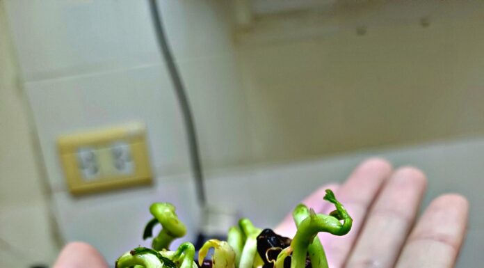 RESTAURACIÓN Y CONSERVACIÓN Identifican el tratamiento más eficaz para favorecer la germinación del ceibo, especie nativa y flor nacional