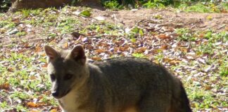 “JOURNAL OF ZOOLOGY” Prestigiosa revista publica estudio sobre la ecología alimenticia de dos especies de zorros en áreas protegidas de Corrientes