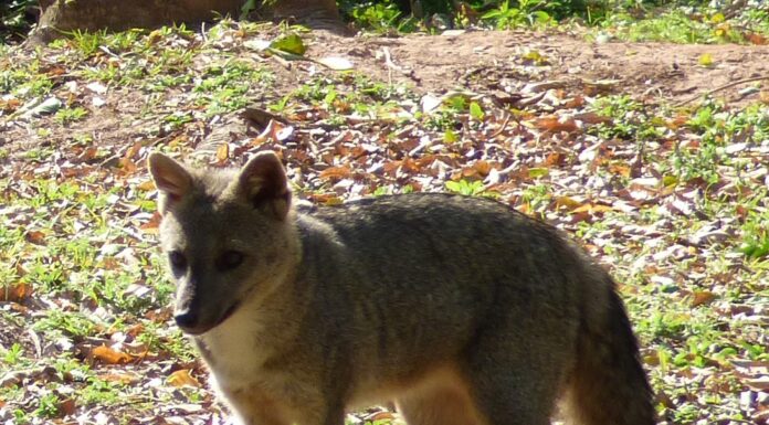 “JOURNAL OF ZOOLOGY” Prestigiosa revista publica estudio sobre la ecología alimenticia de dos especies de zorros en áreas protegidas de Corrientes