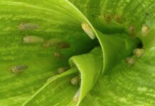 Becaria investiga cómo frenar a la chicharrita del maíz con bioinsumos