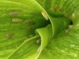 Becaria investiga cómo frenar a la chicharrita del maíz con bioinsumos