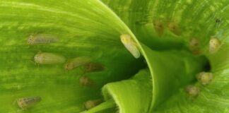 NUEVOS CONOCIMIENTOS Becaria investiga cómo frenar a la chicharrita del maíz con bioinsumos