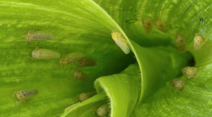 NUEVOS CONOCIMIENTOS Becaria investiga cómo frenar a la chicharrita del maíz con bioinsumos