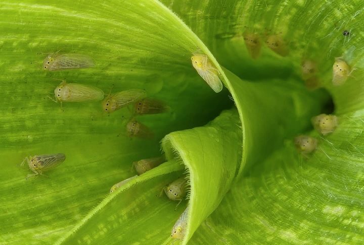 Becaria investiga cómo frenar a la chicharrita del maíz con bioinsumos