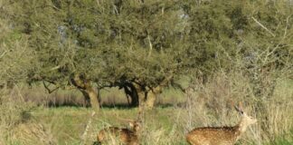 CECOAL Realizan un relevamiento de especies invasoras en Chaco y Corrientes