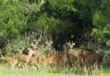 AMBIENTE Estudiante de la UNNE identificó en Chaco la presencia  de una especie exótica de riesgo para la fauna nativa Creditos: Juan Francisco Tellarini.