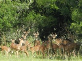 Estudiante de la UNNE identificó en Chaco la presencia de una especie exótica de riesgo para la fauna nativa Creditos: Juan Francisco Tellarini.