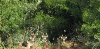 AMBIENTE Estudiante de la UNNE identificó en Chaco la presencia de una especie exótica de riesgo para la fauna nativa Creditos: Juan Francisco Tellarini.