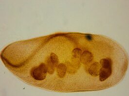 Revelan el potencial de unos microscópicos guardianes del Iberá