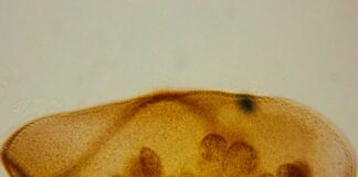 NUEVOS CONOCIMIENTOS Revelan el potencial de unos microscópicos guardianes del Iberá