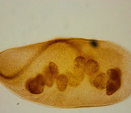 Revelan el potencial de unos microscópicos guardianes del Iberá