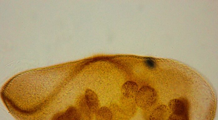 NUEVOS CONOCIMIENTOS Revelan el potencial de unos microscópicos guardianes del Iberá