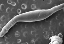 Nuevos Conocimientos Indagan la diversidad oculta de parásitos que habitan en lagartos del Chaco Argentino