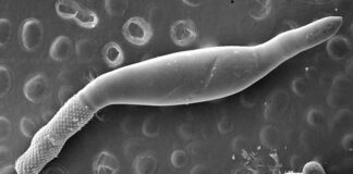 Nuevos Conocimientos Indagan la diversidad oculta de parásitos que habitan en lagartos del Chaco Argentino