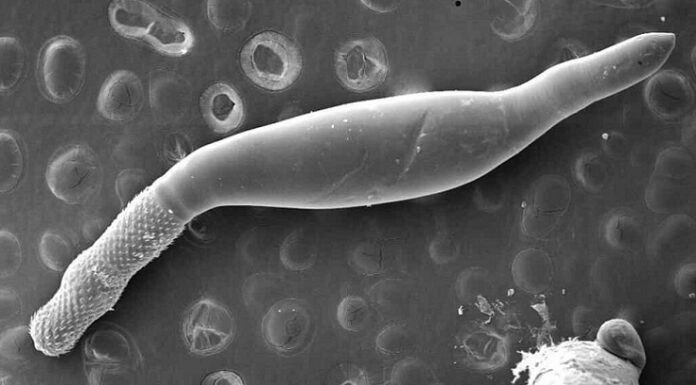 Nuevos Conocimientos Indagan la diversidad oculta de parásitos que habitan en lagartos del Chaco Argentino