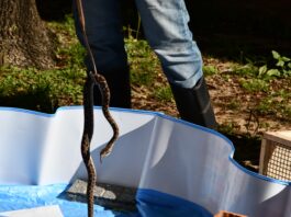 Con un protocolo de manejo, logran marcada reducción de infecciones en serpientes en cautiverio