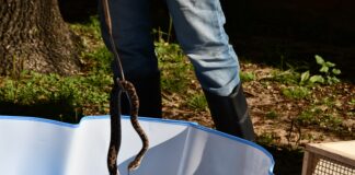 CUIDADO DE LA BIODIVERSIDAD Con un protocolo de manejo, logran marcada reducción de infecciones en serpientes en cautiverio