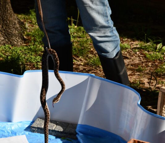Con un protocolo de manejo, logran marcada reducción de infecciones en serpientes en cautiverio