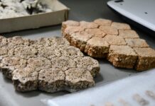 CONSERVAR EL PATRIMONIO NATURAL La Colección Paleontológica de la UNNE se consolida como recurso educativo y científico