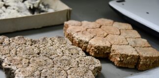 CONSERVAR EL PATRIMONIO NATURAL La Colección Paleontológica de la UNNE se consolida como recurso educativo y científico