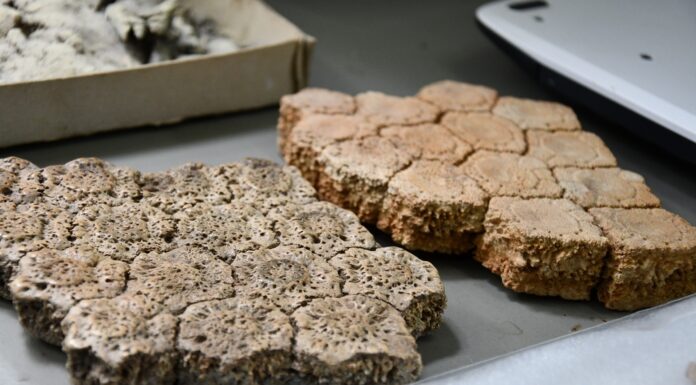 La Colección Paleontológica de la UNNE se consolida como recurso educativo y científico