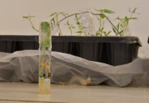 PRESERVACIÓN IN VITRO Corroboran altos niveles de viabilidad de cultivares de mandioca del banco germoplasma de UNNE-CONICET