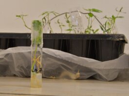 Corroboran altos niveles de viabilidad de cultivares de mandioca del banco germoplasma de UNNE-CONICET