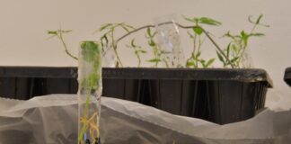 Corroboran altos niveles de viabilidad de cultivares de mandioca del banco germoplasma de UNNE-CONICET