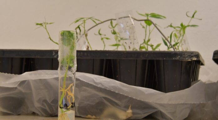 PRESERVACIÓN IN VITRO Corroboran altos niveles de viabilidad de cultivares de mandioca del banco germoplasma de UNNE-CONICET