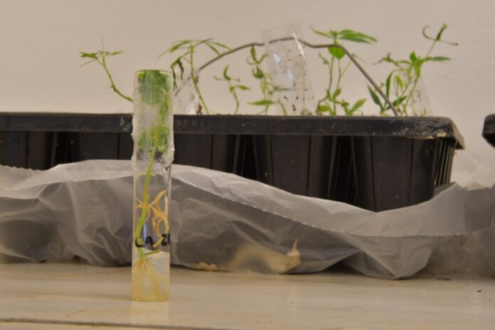 Colección de Mandioca5