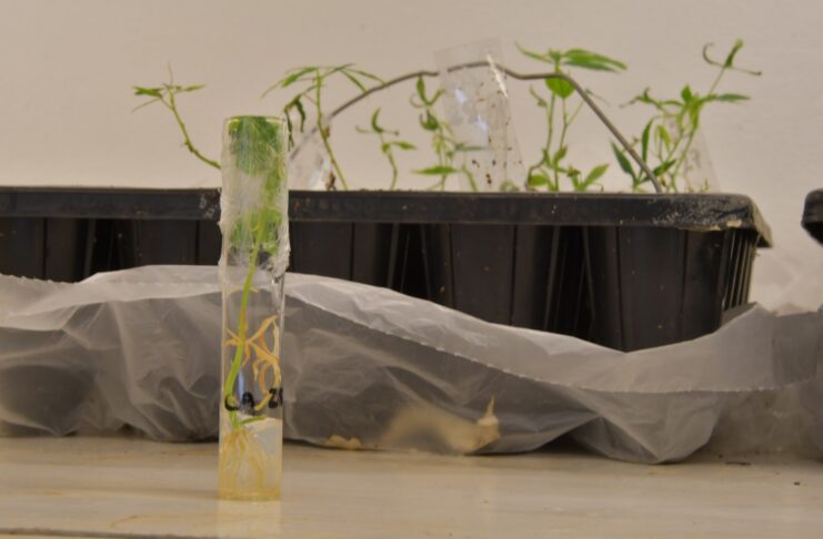 Corroboran altos niveles de viabilidad de cultivares de mandioca del banco germoplasma de UNNE-CONICET