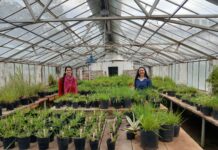 CONSERVACION Y MEJORAMIENTO «Pasturas nativas», el IBONE y FCA-UNNE preservan la mayor colección mundial de especies del género Paspalum