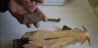 EXTRAÍDOS HACE 5 DÉCADAS Con novedosos hallazgos, retoman el estudio de restos fósiles recuperados durante la construcción del puente Chaco-Corrientes