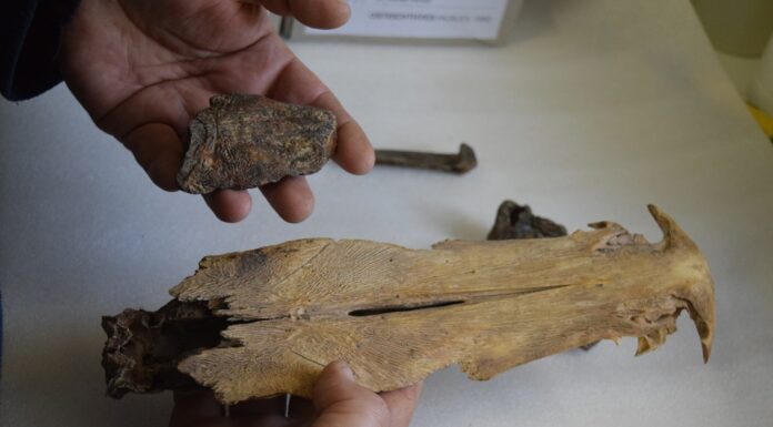 EXTRAÍDOS HACE 5 DÉCADAS Con novedosos hallazgos, retoman el estudio de restos fósiles recuperados durante la construcción del puente Chaco-Corrientes