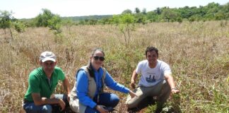 EN PAISES NEOTROPICALES Identifican el grado de amenaza de conservación de un reconocido género de plantas herbáceas