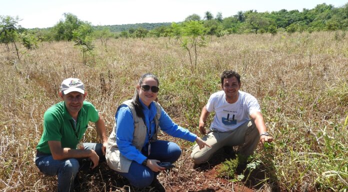 EN PAISES NEOTROPICALES Identifican el grado de amenaza de conservación de un reconocido género de plantas herbáceas