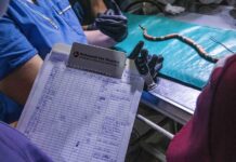 Avanzan en la generación de una base de datos sobre accidentes ofídicos en animales