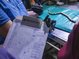 Avanzan en la generación de una base de datos sobre accidentes ofídicos en animales