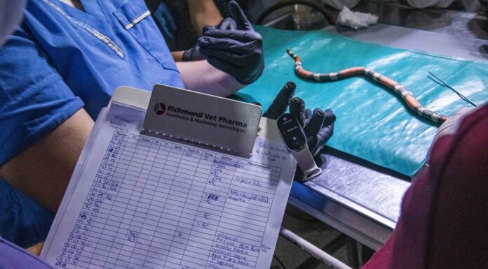 Avanzan en la generación de una base de datos sobre accidentes ofídicos en animales